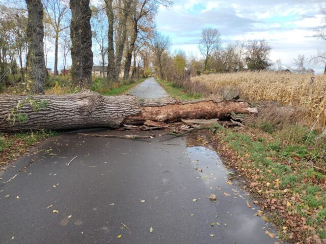 Zdjęcie WhatsApp 2025-10-30 o 20.26.39_2ecb992a